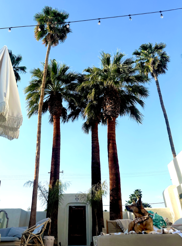 Palm trees and dog in the LA sunshine